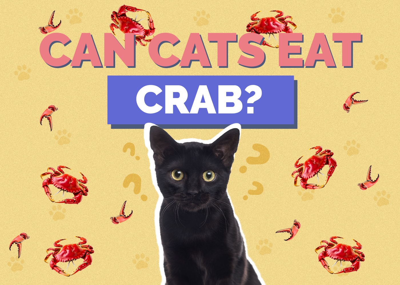 Can Cats Eat Crab? Vet-Reviewed Nutritional Health & Safety Guide