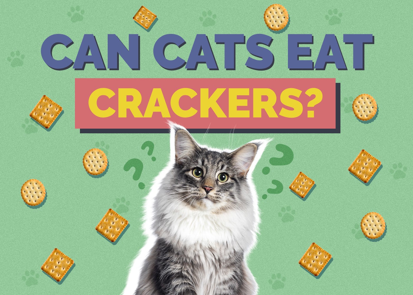 Can Cats Eat Crackers? Vet-Reviewed Facts & Considerations
