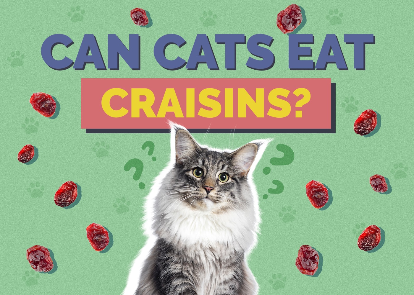 Can Cats Eat Craisins? Vet-Approved Health & Safety Guide