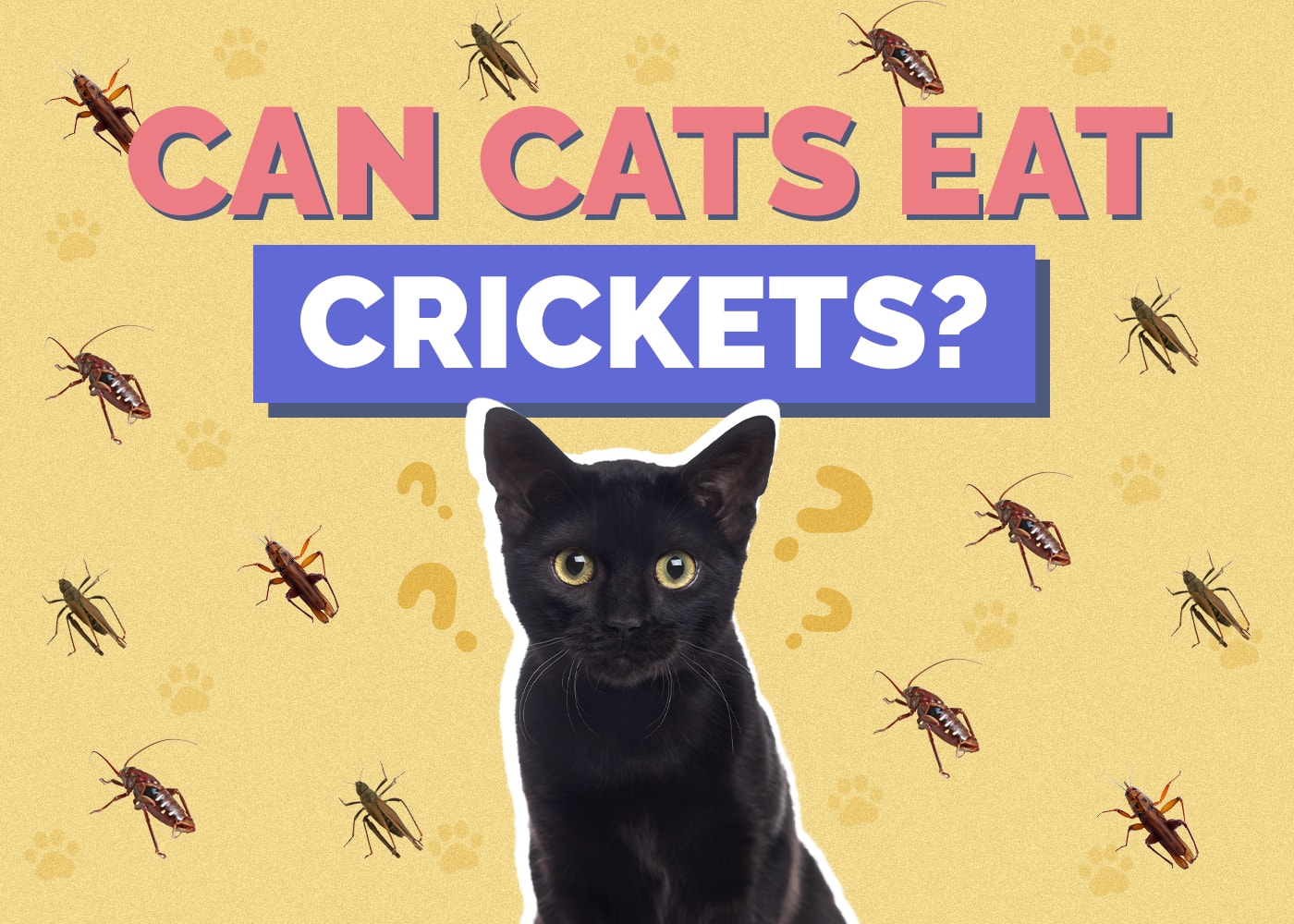Can Cats Eat Crickets? Nutritional Facts & Safety Guide