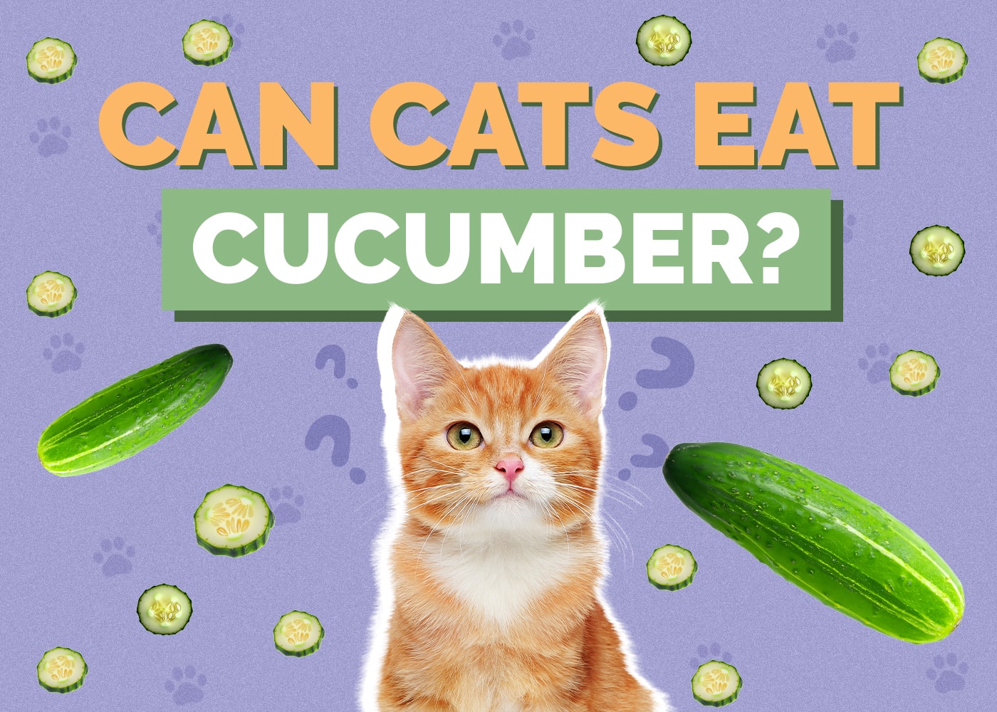 Can Cats Eat Cucumber? Vet-Reviewed Nutrition Facts & FAQ