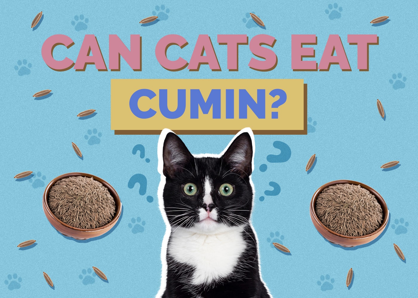 Can Cats Eat Cumin? Vet-Verified Nutritional Info & Safety Guide