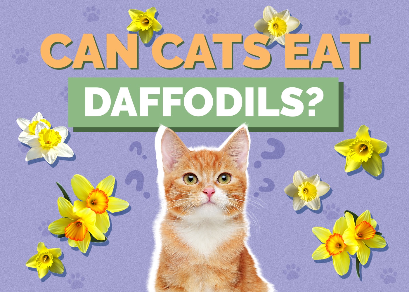 Can Cats Eat Daffodils? Are They Poisonous to Cats? Vet Reviewed Info