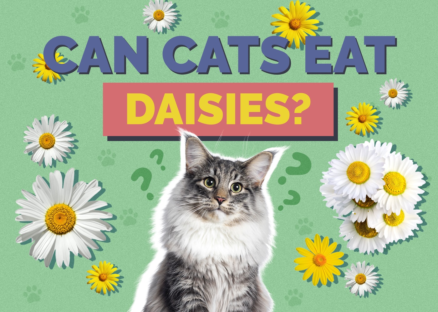 Can Cats Eat Daisies? Nutritional Facts & Safety Guide