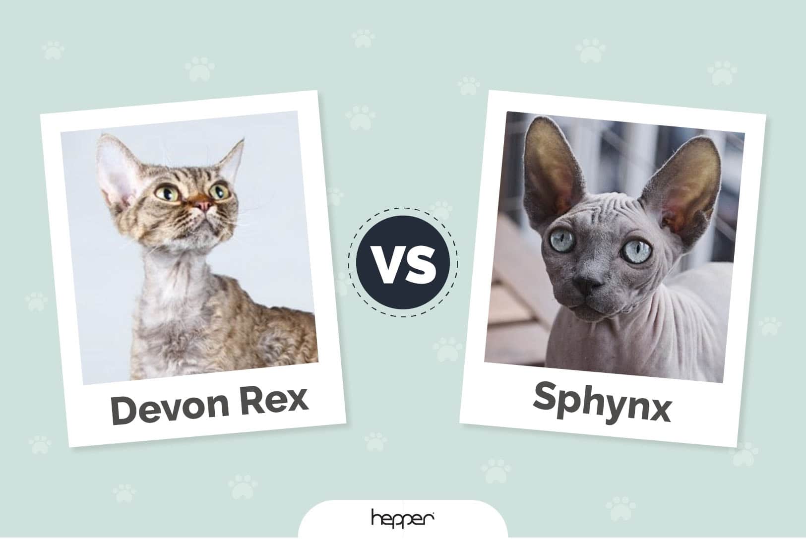 Devon Rex Cat vs Sphynx Cat: Pictures, Differences, & Which to Choose