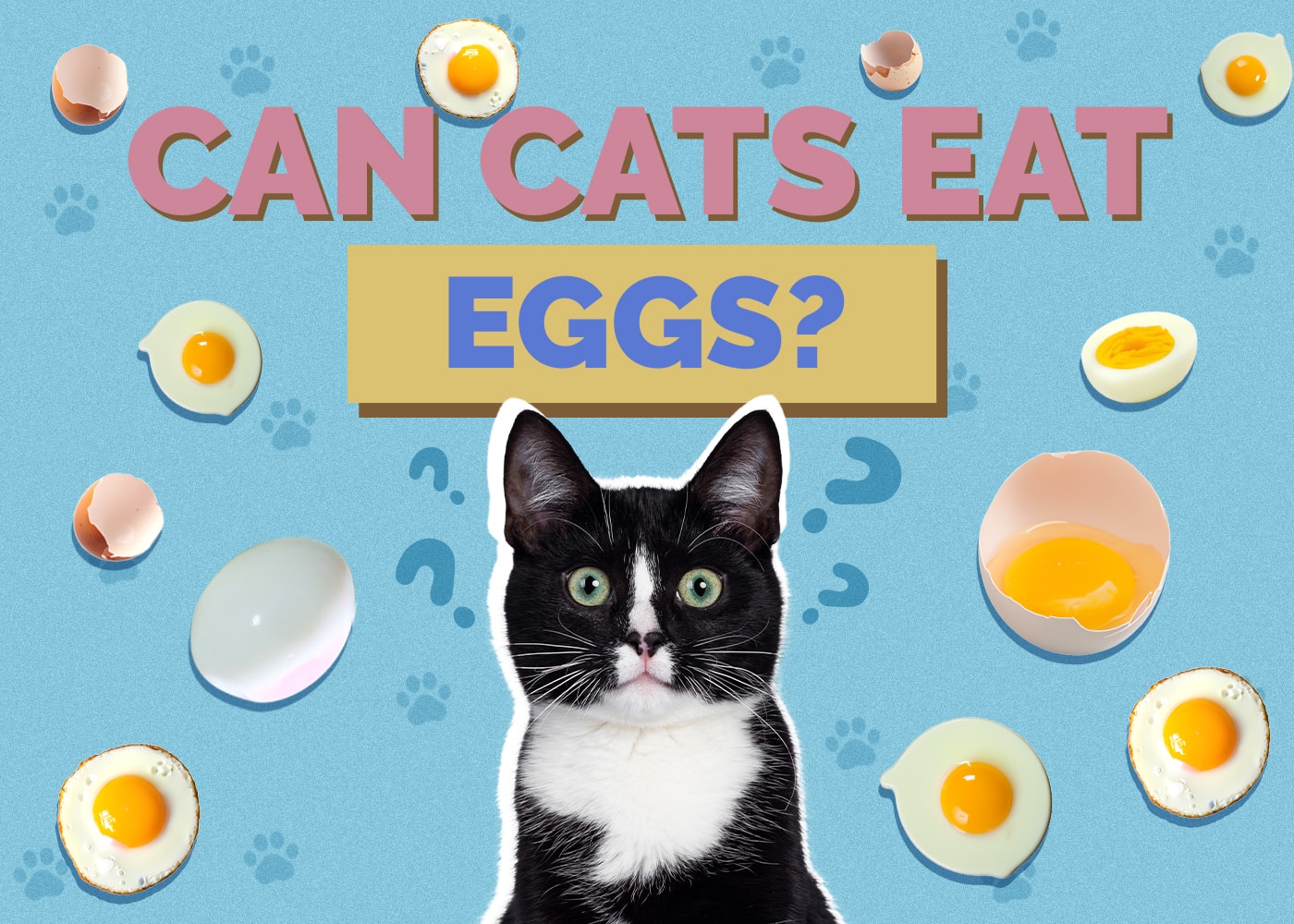 Can Cats Eat Eggs? Our Vet Answers!