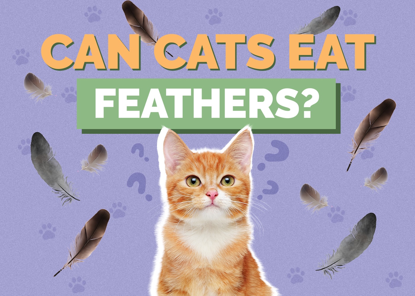 Can Cats Eat Feathers? Vet-Approved Facts & Potential Risks