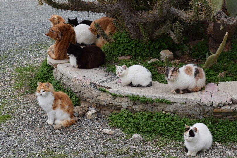 What Is a TNR Program for Feral Cats? Important Vet-Reviewed Facts & Info