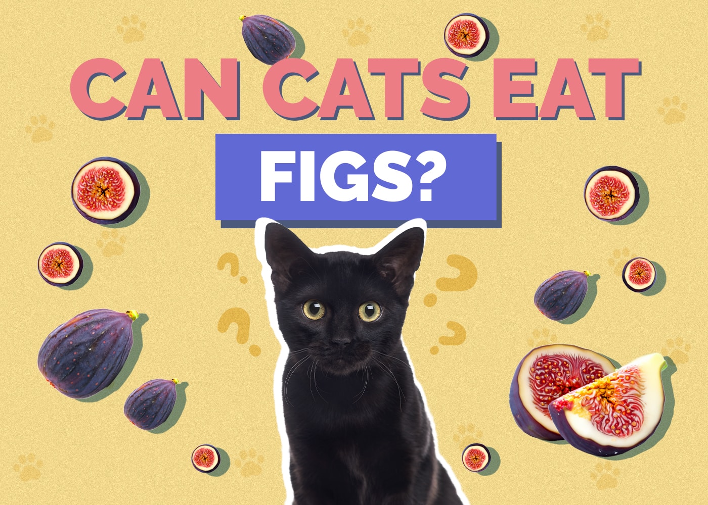 Can Cats Eat Figs? Vet-Approved Health & Safety Guide