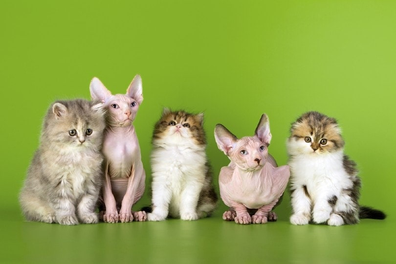 How Many Cat Breeds Are There in The World? 2026 Update