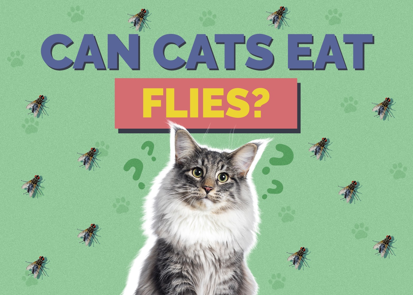 Can Cats Eat Flies? Nutritional Facts & Safety Guide