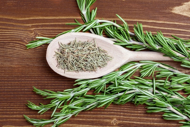 Does Rosemary Kill Fleas? Vet Approved Tips On Safety & Effectiveness