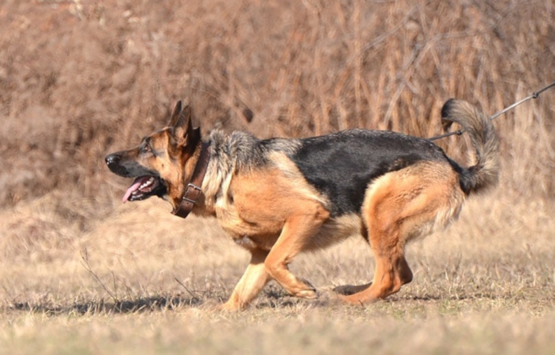 How to Train a German Shepherd to be a Guard Dog – 5 Tips and Tricks
