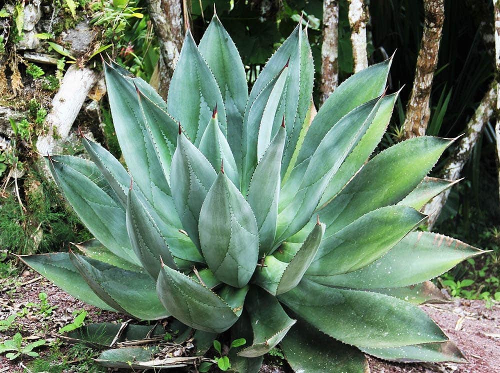 12 Plants That Are Poisonous or Toxic to Cats (With Pictures)