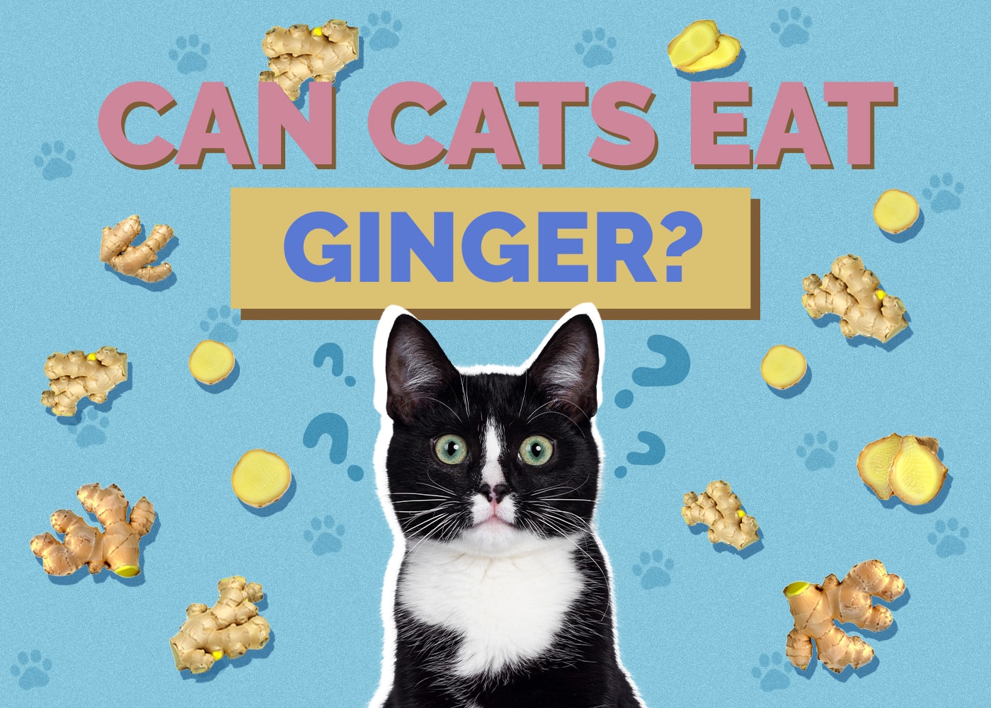 Can Cats Eat Ginger? Potential Health Benefits