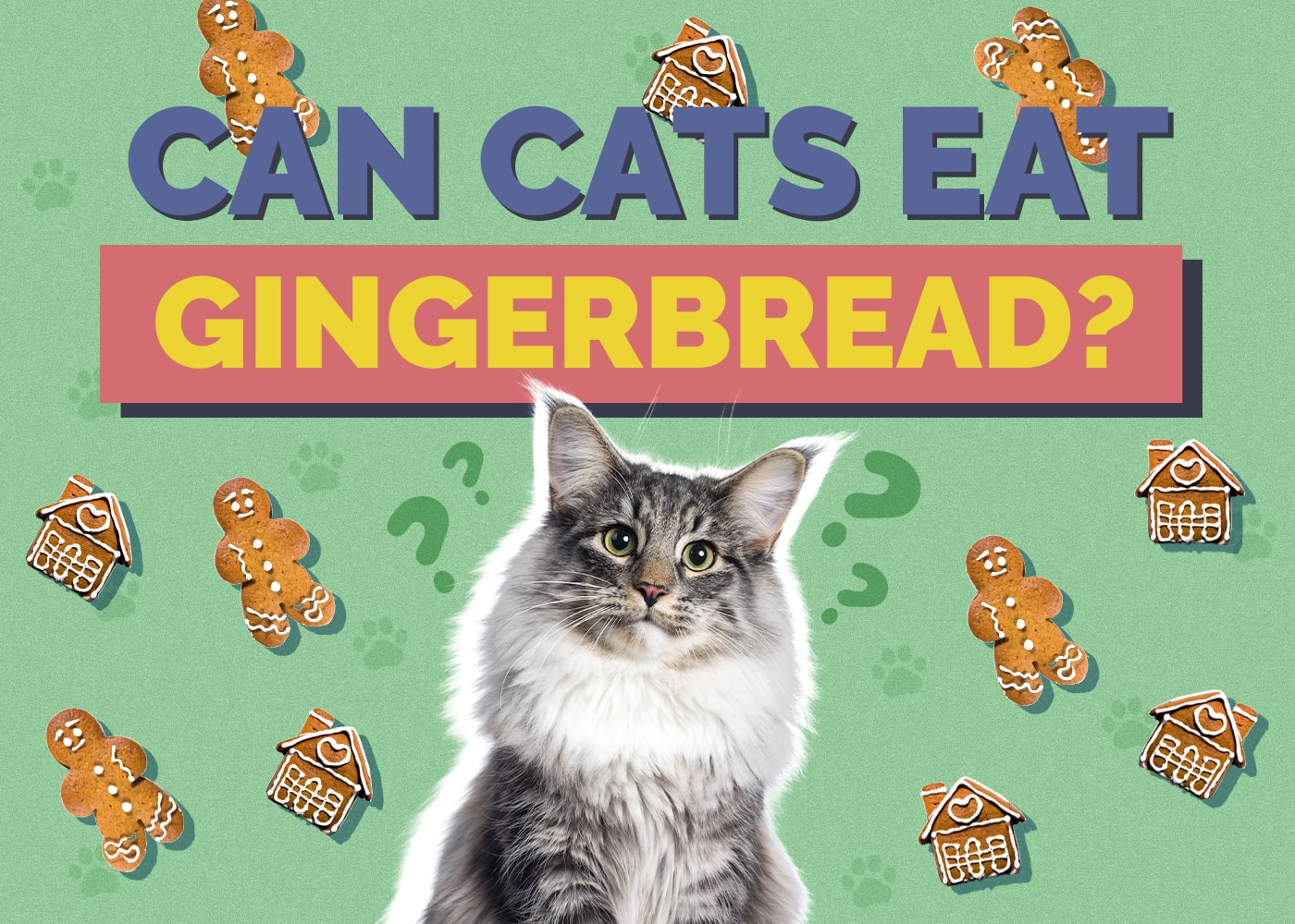 Can Cats Eat Gingerbread? Vet Reviewed Nutritional Facts & Info