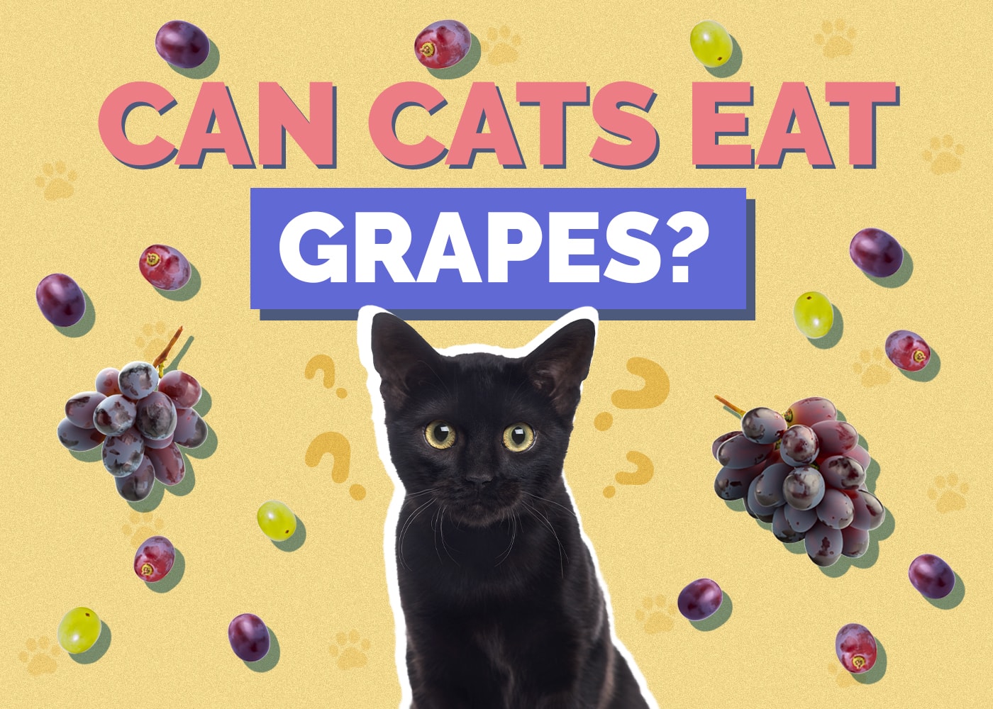 Can Cats Eat Grapes? Vet Approved Facts & Advice
