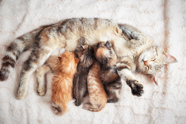 How to Tell If a Nursing Cat Is Pregnant Again? Vet-Reviewed Facts & FAQ