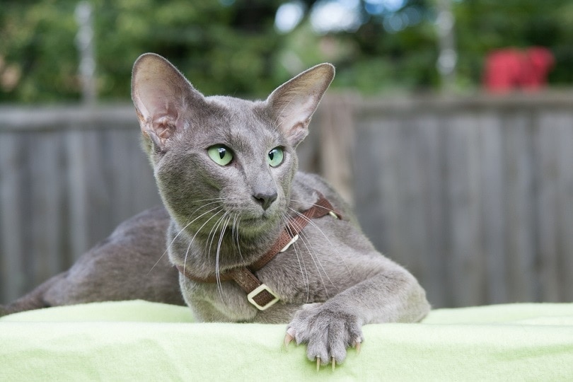 10 Long-Nosed Cat Breeds: Info, Temperament, Pictures & Facts
