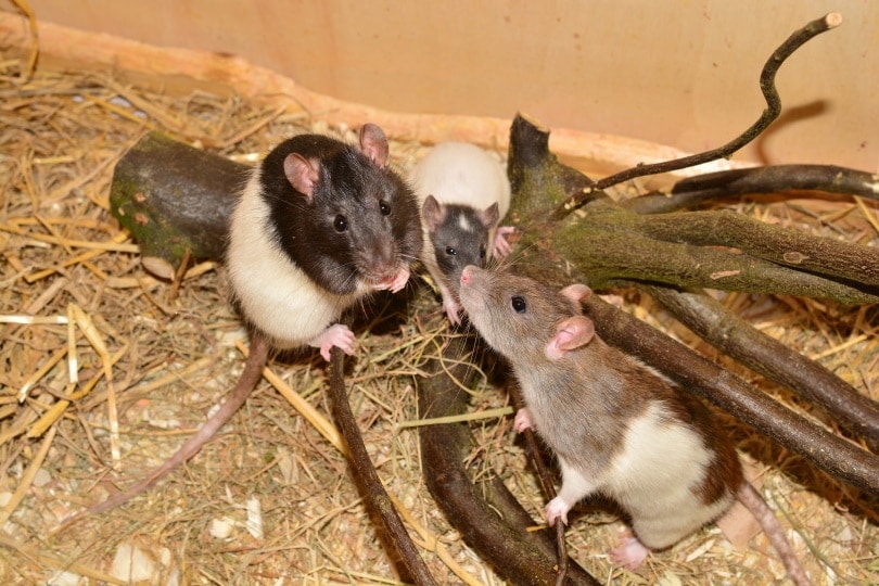Can Cats Eat Rats? Vet-Reviewed Health and Safety Facts