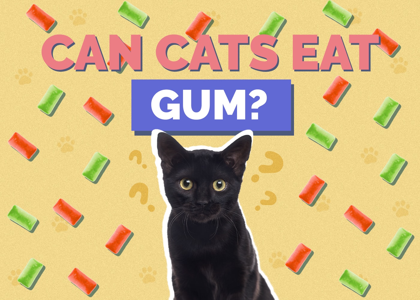Can Cats Eat Gum? 3 Vet-Approved Health Risks