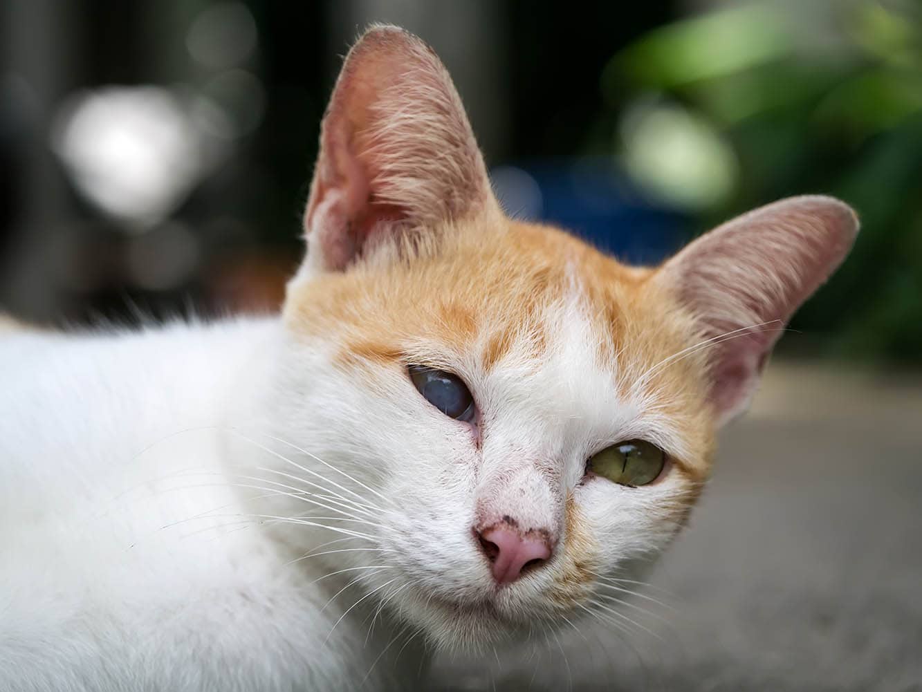 How to Tell if Your Cat Is Blind - What You Need to Know!