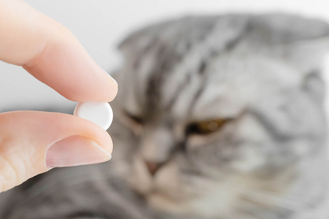 How Do Vets Deworm Cats? Our Vet Explains the Tips & FAQ