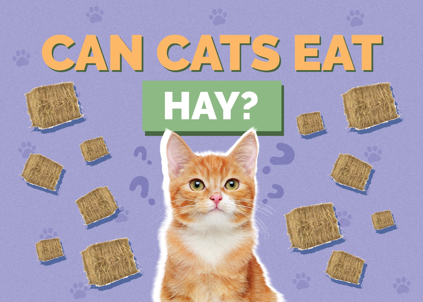 Can Cats Eat Hay? Vet Approved Health & Safety Guide