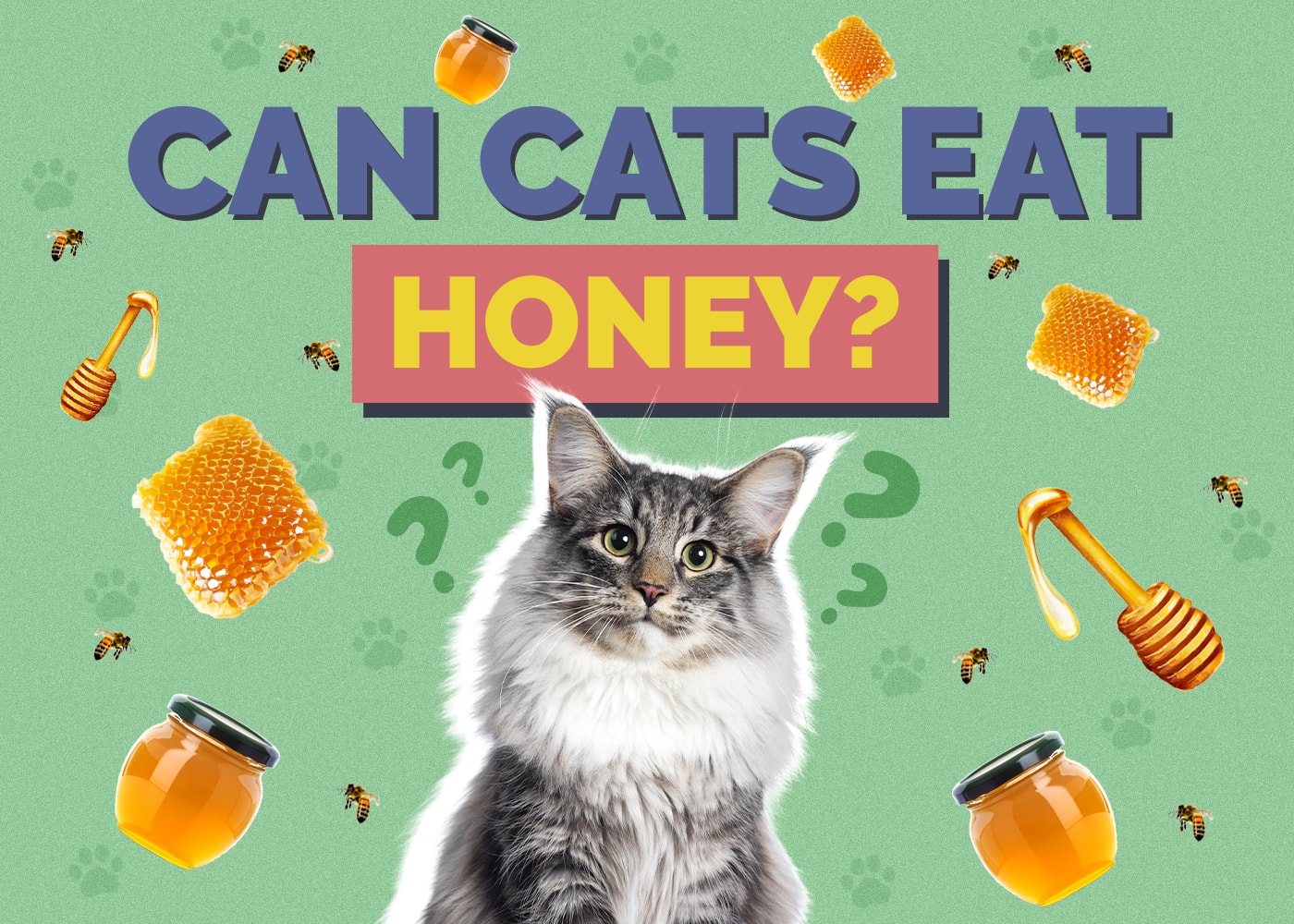 Can Cats Eat Honey? Our Vet Answers!