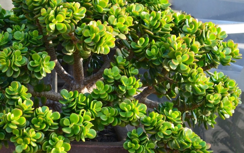 Are Jade Plants Toxic to Cats? Vet-Verified Safety Facts