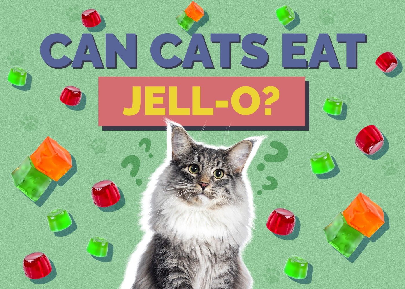 Can Cats Eat Jell-O? Nutritional Facts & Safety Guide