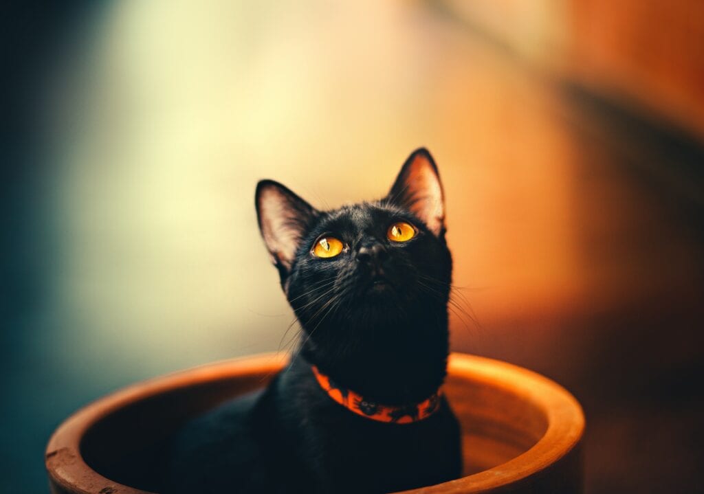Cat orange Eees