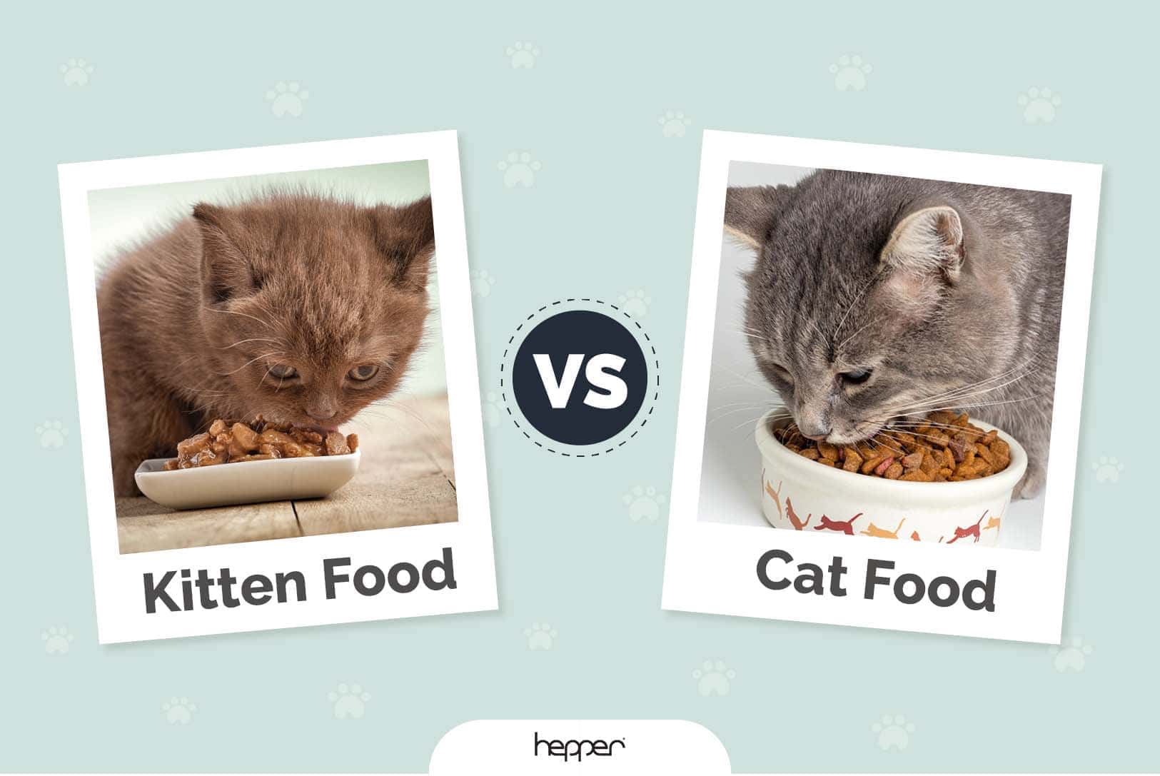 Kitten Food vs Cat Food: Vet-Reviewed Differences & Nutritional Facts