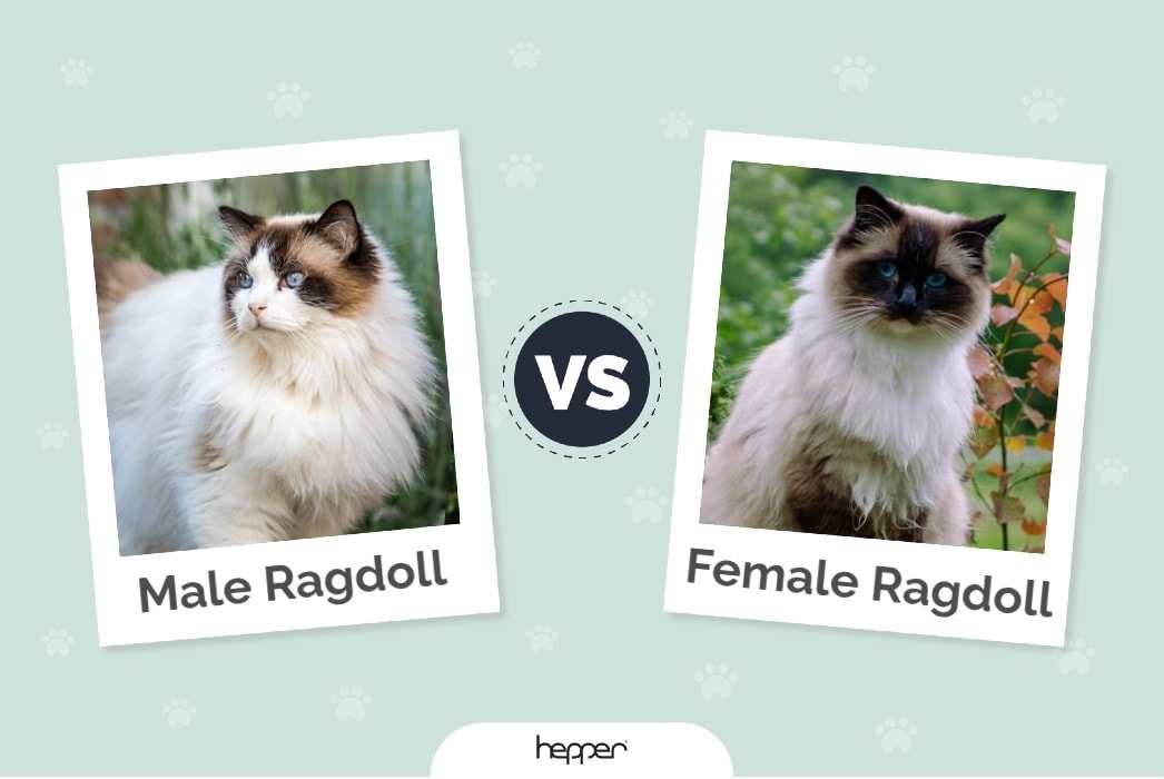 Male vs Female Ragdoll Cats: The Differences (With Pictures)