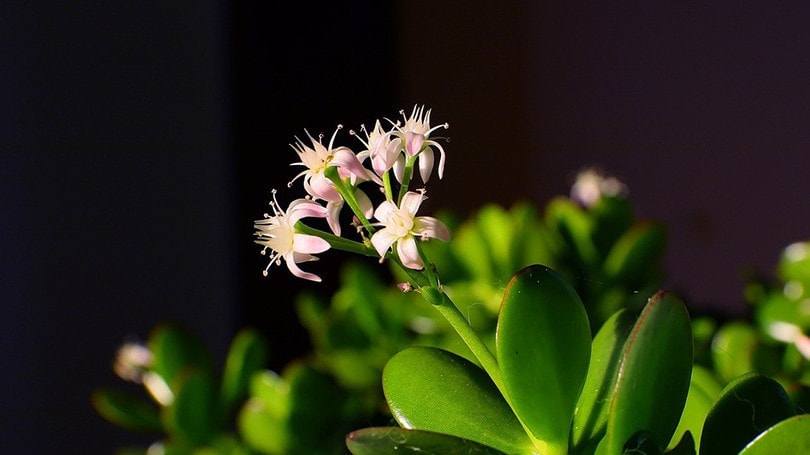 Are Money Trees Toxic to Cats? Vet-Approved Facts and Safety Guide