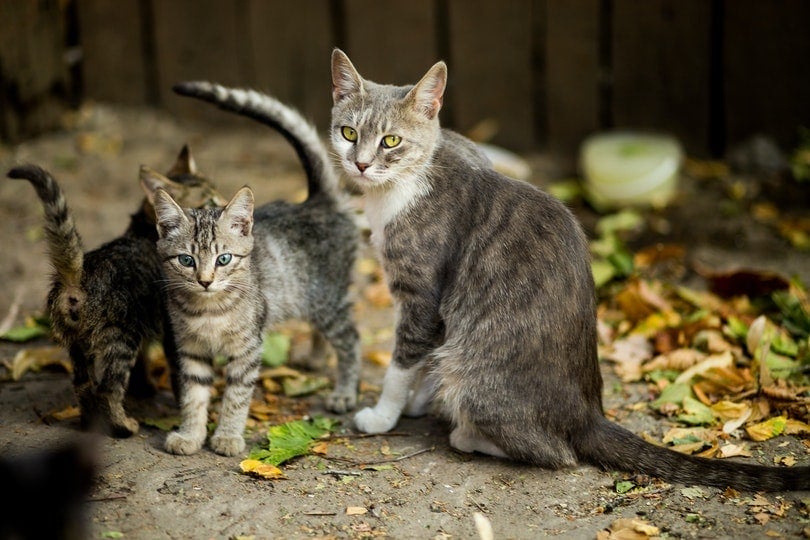 How Do Mother Cats Discipline Their Kittens? Vet-Reviewed Facts & FAQ