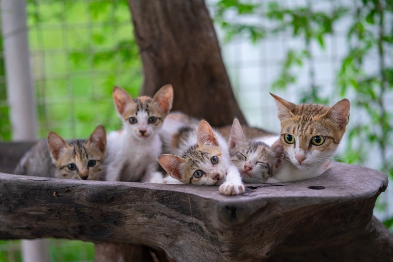 How Many Kittens Can a Cat Have? Vet-Approved Facts, Factors & FAQ