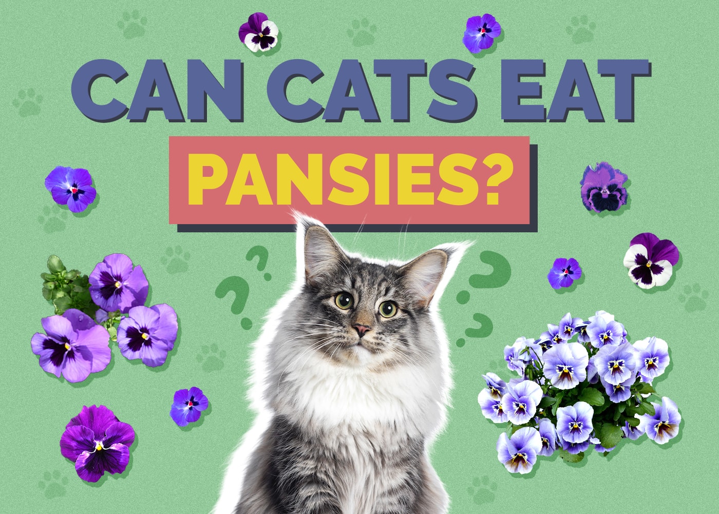 Can Cats Eat Pansies? Vet-Reviewed Health & Safety Guide