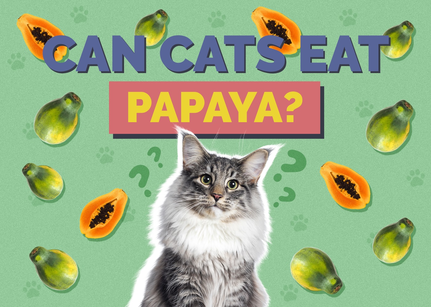 Can Cats Eat Papaya? Nutrition Facts & FAQ