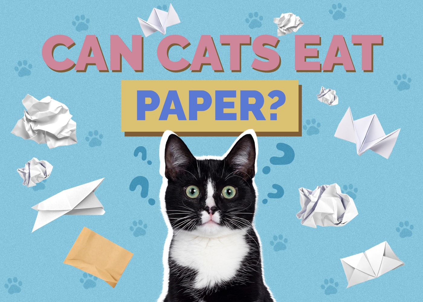 Can Cats Eat Paper? 5 Vet-Reviewed Reasons & Solutions