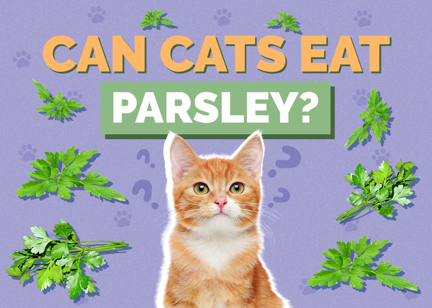 Can Cats Eat Parsley? Vet Reviewed Health & Safety Guide