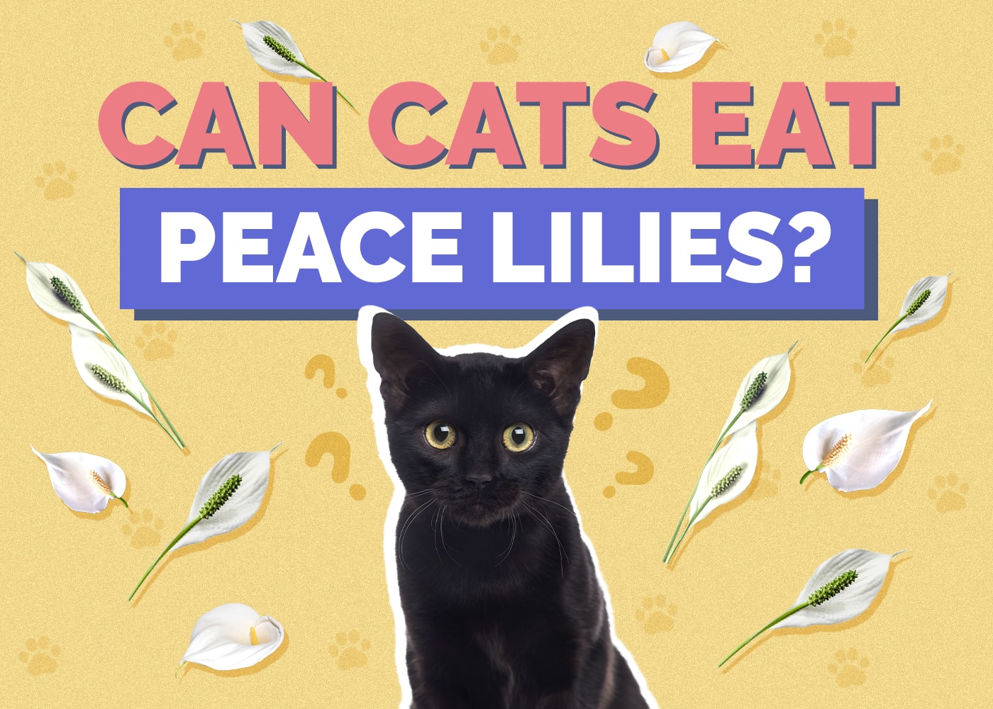 Can Cats Eat Peace Lilies? Vet-Approved Facts & Plant Safety