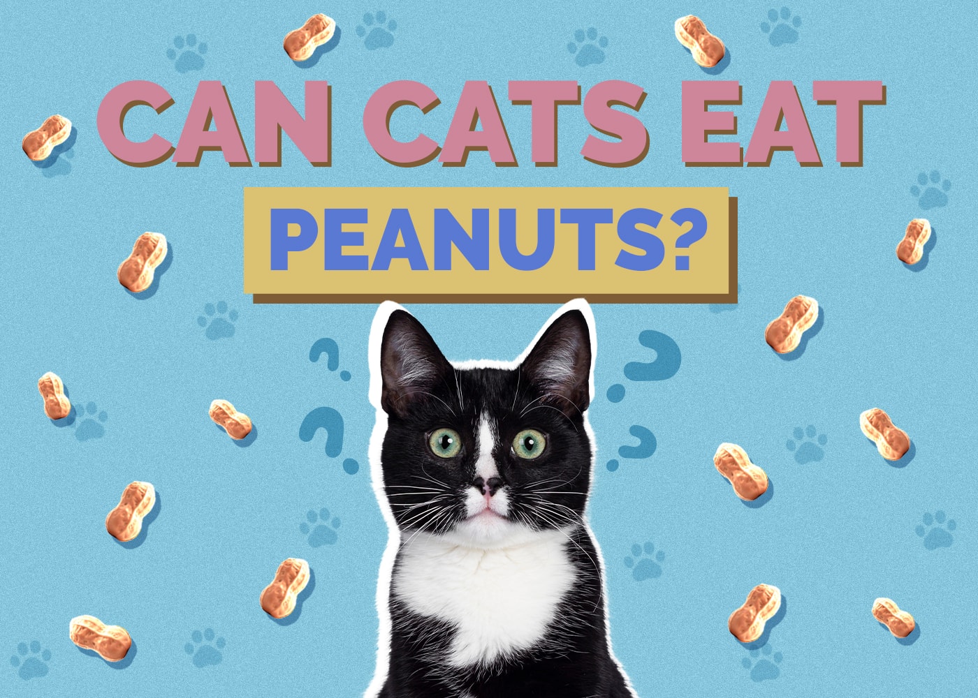 Can Cats Eat Peanuts? Vet-Reviewed Health & Safety Guide