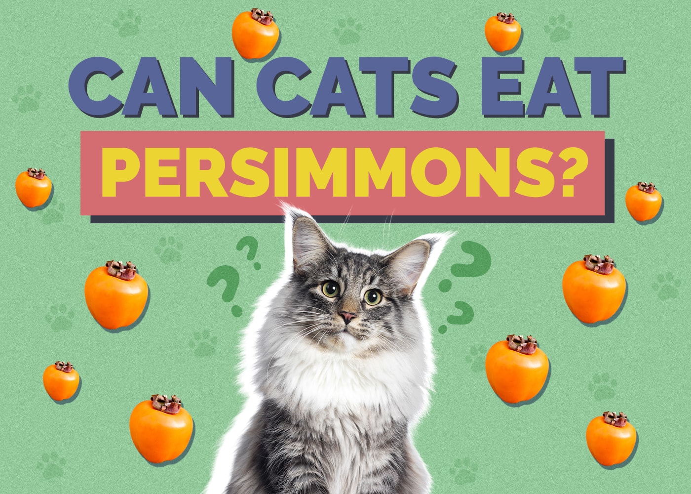 Can Cats Eat Persimmons? Vet-Reviewed Nutrition Facts & FAQ
