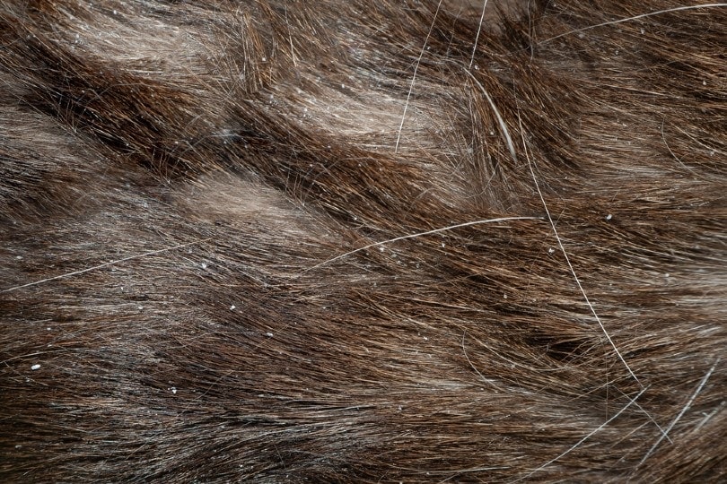 How to Make Homemade Cat Dander Spray in 10 Steps