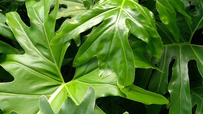 Is Philodendron Toxic to Cats? Keeping Your Cat Safe!