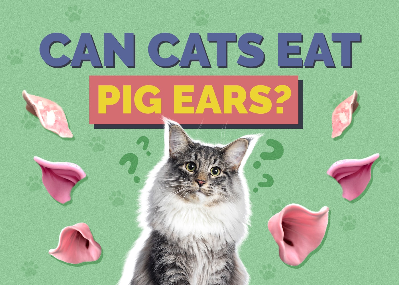 Can Cats Eat Pigs’ Ears? Nutrition Facts & Risks