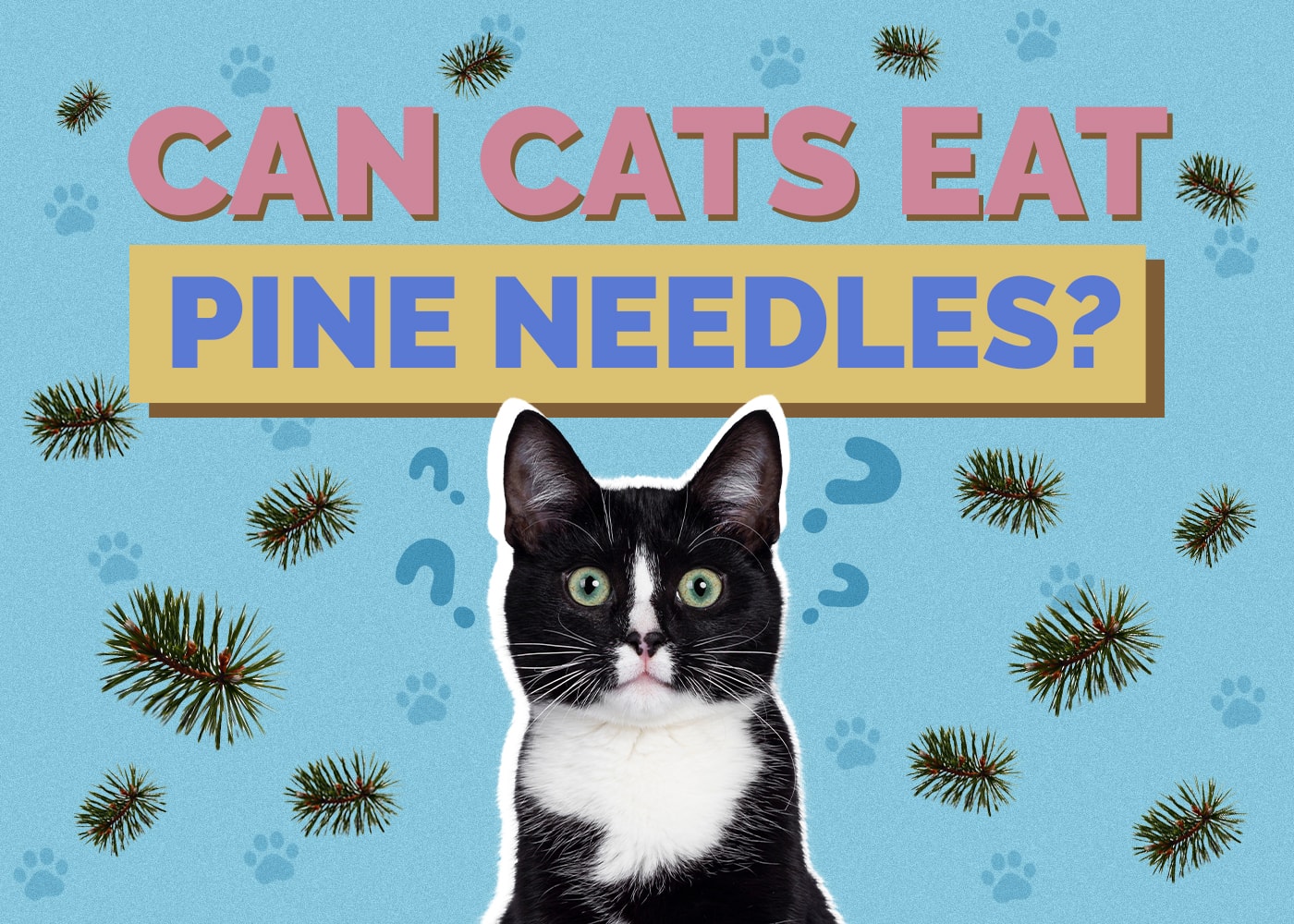 Can Cats Eat Pine Needles? Vet-Approved Safety Facts & FAQ