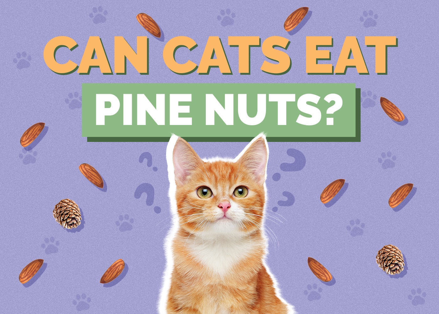 Can Cats Eat Pine Nuts? Vet-Reviewed Facts & Risks