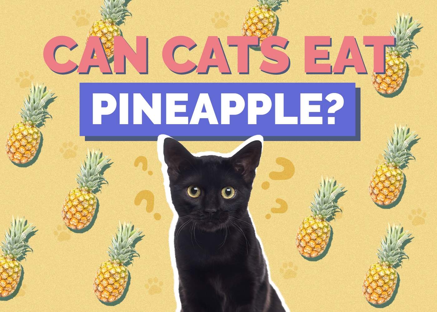 Can Cats Eat Pineapple? Vet Reviewed Nutrition Facts & FAQs